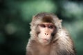 Portrait of a Rhesus macaque monkey