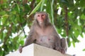 Portrait of a Rhesus macaque monkey (Macaca mulatta) in Hong Kong.