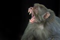 Portrait of The Rhesus Macaque Monkey with mouth wide open showing teeth