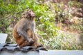 Portrait of a Rhesus macaque monkey Royalty Free Stock Photo