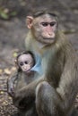 A Portrait of The Rhesus Macaque Mother Monkey Feeding her Baby and showing emotions Royalty Free Stock Photo