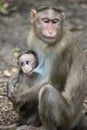 A Portrait of The Rhesus Macaque Mother Monkey Feeding her Baby and showing emotions Royalty Free Stock Photo