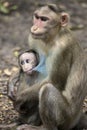 A Portrait of The Rhesus Macaque Mother Monkey Feeding her Baby and showing emotions Royalty Free Stock Photo