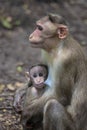 A Portrait of The Rhesus Macaque Mother Monkey Feeding her Baby and showing emotions Royalty Free Stock Photo