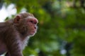 Portrait of Rhesus Monkey are familiar brown primates or apes or Macaca or Mullata