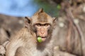 Portrait of rhesus monkeys Royalty Free Stock Photo