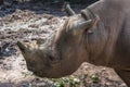 Portrait of rhinoceros with broken horn