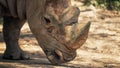 Portrait of a rhinoceros closeup on the sand Royalty Free Stock Photo