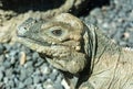 Rhinoceros Iguana Cyclura cornuta Royalty Free Stock Photo