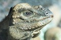 Rhinoceros Iguana Cyclura cornuta Royalty Free Stock Photo