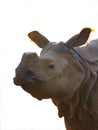 portrait rhinoceros isolated on white background