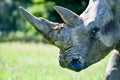 Portrait of a rhinocerous and it`s horn Royalty Free Stock Photo