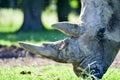 Portrait of a rhinocerous and it`s horn Royalty Free Stock Photo