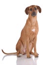 Portrait of Rhodesian Ridgeback Royalty Free Stock Photo