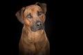 Portrait of a rhodesian ridgeback dog on a black background Royalty Free Stock Photo