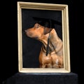 Young rhodesian ridgeback in a golden vintage frame Royalty Free Stock Photo