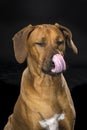 Portrait Rhodesian Ridgeback dog isolated black background sitting licking nose