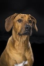 Portrait Rhodesian Ridgeback dog isolated black background sitting