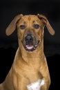 Portrait Rhodesian Ridgeback dog isolated black background sitting