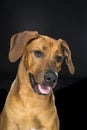 Portrait Rhodesian Ridgeback dog isolated black background sitting Royalty Free Stock Photo