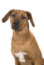 Portrait of a rhodesian ridgeback dog isolated on a white background Royalty Free Stock Photo