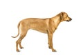 Portrait of a Rhodesian Ridgeback dog isolated on a white background studio shot standing sideways Royalty Free Stock Photo