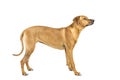 Portrait of a Rhodesian Ridgeback dog isolated on a white background studio shot standing sideways Royalty Free Stock Photo