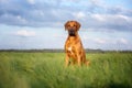 Rhodesian ridgeback dog outdoors