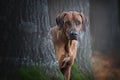 Portrait of a rhodesian ridgeback dog. Royalty Free Stock Photo