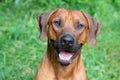 Portrait of rhodesian ridgeback male in front of a grass background Royalty Free Stock Photo