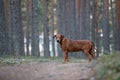 Portrait of a Rhodesian Ridgeback in Nature. Royalty Free Stock Photo