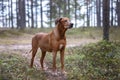 Portrait of a Rhodesian Ridgeback in Nature. Royalty Free Stock Photo