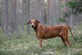 Portrait of a Rhodesian Ridgeback in Nature. Royalty Free Stock Photo