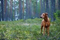 Portrait of a Rhodesian Ridgeback in Nature. Royalty Free Stock Photo