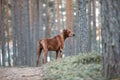 Portrait of a Rhodesian Ridgeback in Nature. Royalty Free Stock Photo