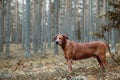 Portrait of a Rhodesian Ridgeback in Nature. Royalty Free Stock Photo