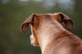 Portrait of a Rhodesian Ridgeback in Nature. Royalty Free Stock Photo