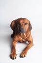 Rhodesian Ridgeback isolated on a white background Royalty Free Stock Photo