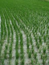 Portrait Rice field growing proces