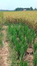 Portrait of Rice Plants Experiencing Stunted Growth and Lagging Behind Other Plants