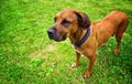 Dog portrait. Ridgeback standing on the grass outside. Royalty Free Stock Photo