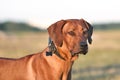 Portrait of Ridgeback Royalty Free Stock Photo