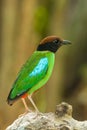 Portrait of right side of Hooded Pitta (Pitta sordida)