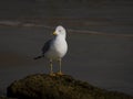 Portrait of a Ring Billed Gull Posing on a Coquina Rock Royalty Free Stock Photo