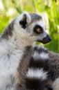 Portrait of a ring tail lemur Royalty Free Stock Photo