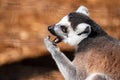 Ring tail Lemur - part of the prosimian family Royalty Free Stock Photo