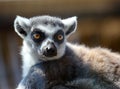 Portrait of ring tailed lemur