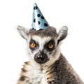 Portrait of ring-tailed lemur in birthday hat isolated on white background. Royalty Free Stock Photo