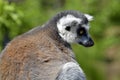 Portrait ring-tailed lemur Royalty Free Stock Photo
