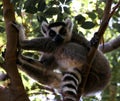 Portrait of the ring-tailed lemur Lemur catta aka King Julien in Anja Community Reserve at Manambolo, Ambalavao, Madagascar